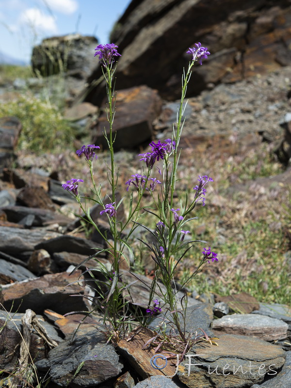 Erysimum baeticum.13