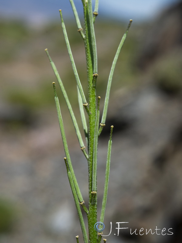 Erysimum baeticum.20