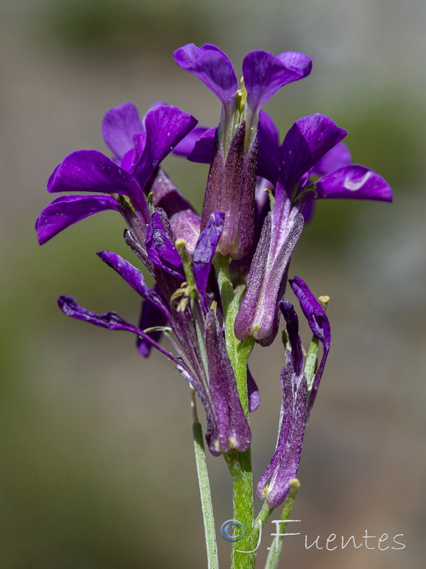 Erysimum baeticum.21