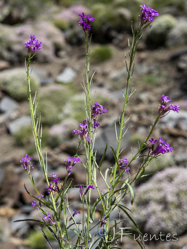 Erysimum baeticum.22