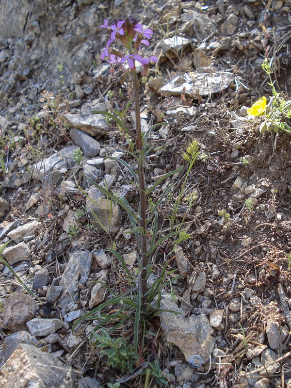 Erysimum bastetanum.09