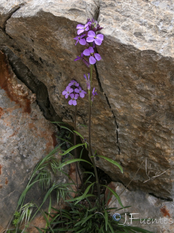 Erysimum bastetanum.10