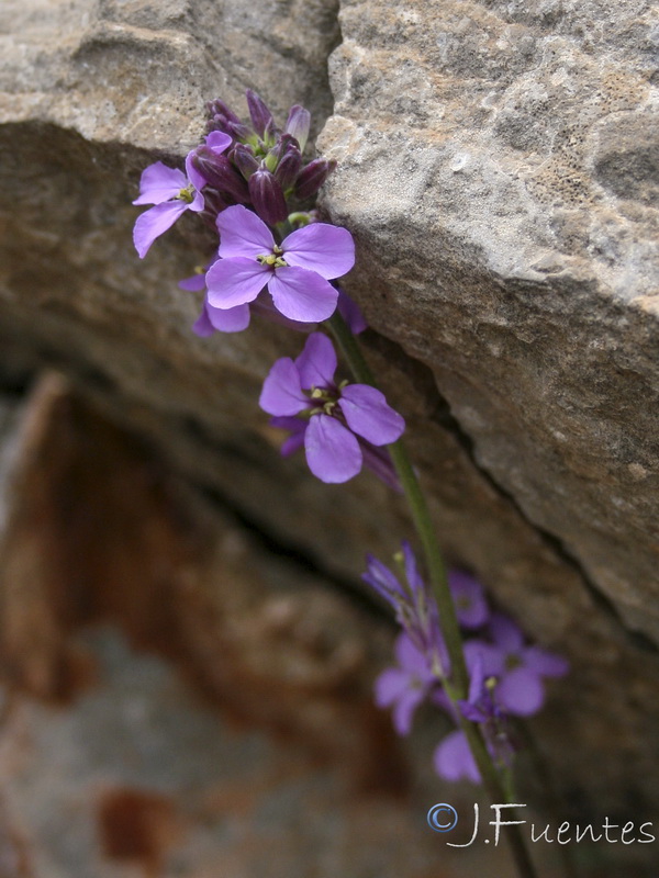 Erysimum bastetanum.12