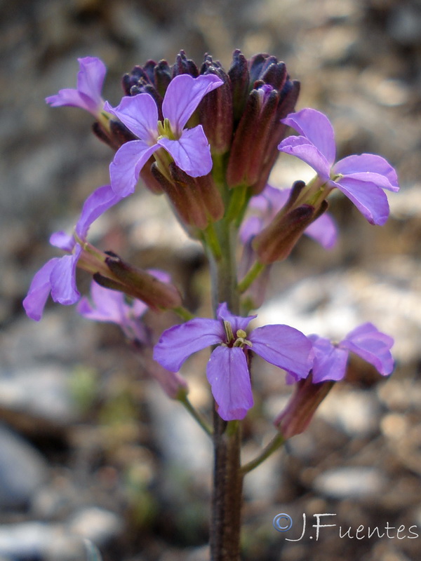 Erysimum bastetanum.14