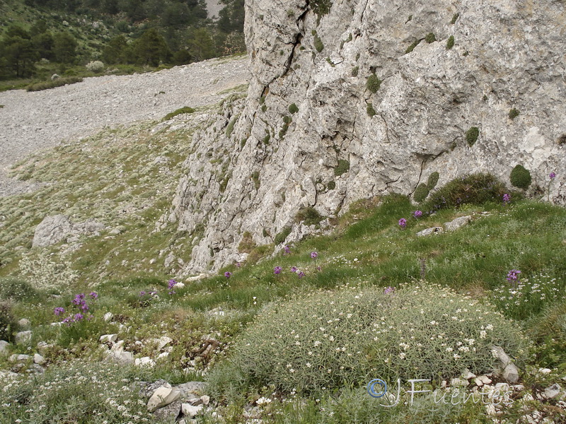 Erysimum cazorlense.01