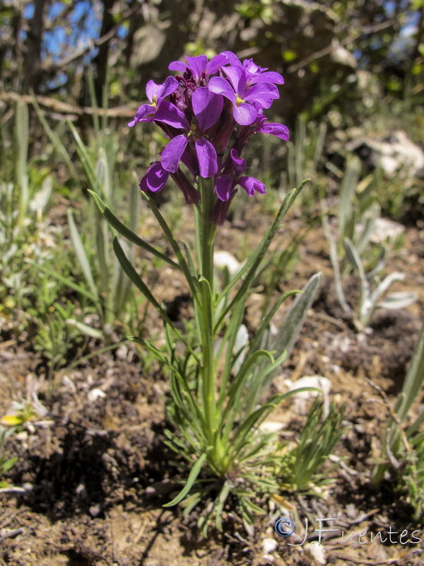 Erysimum cazorlense.02