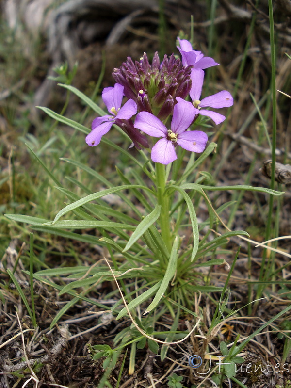 Erysimum cazorlense.07