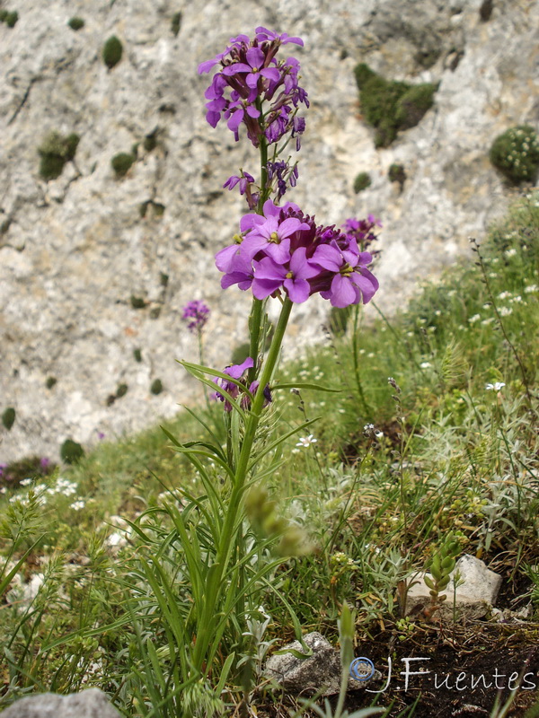 Erysimum cazorlense.09