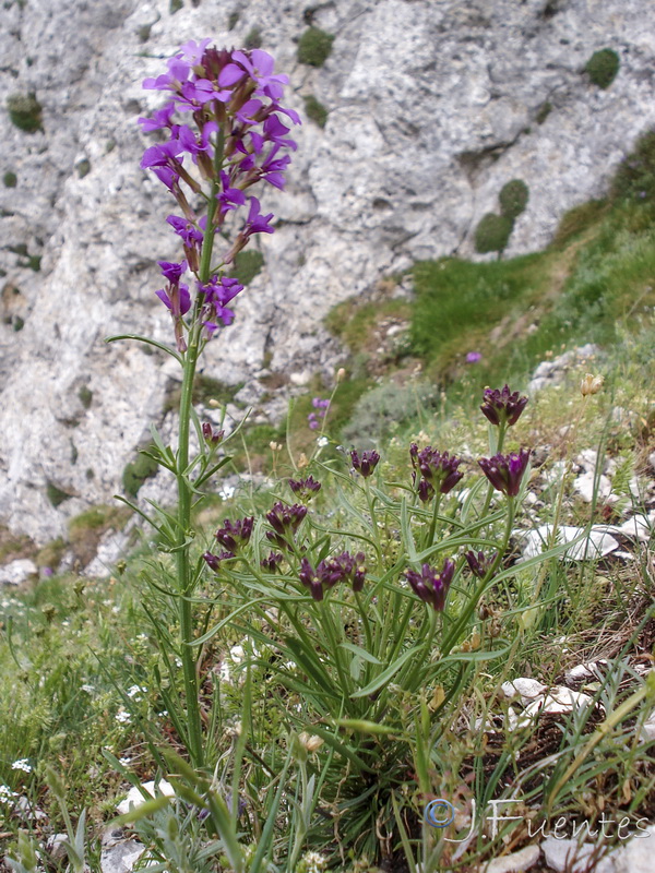 Erysimum cazorlense.11