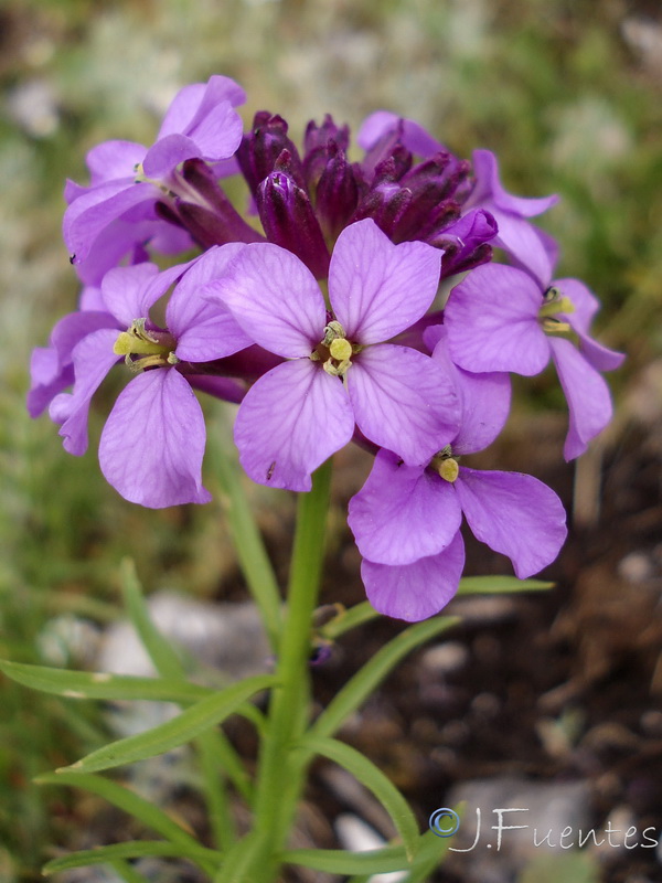 Erysimum cazorlense.12