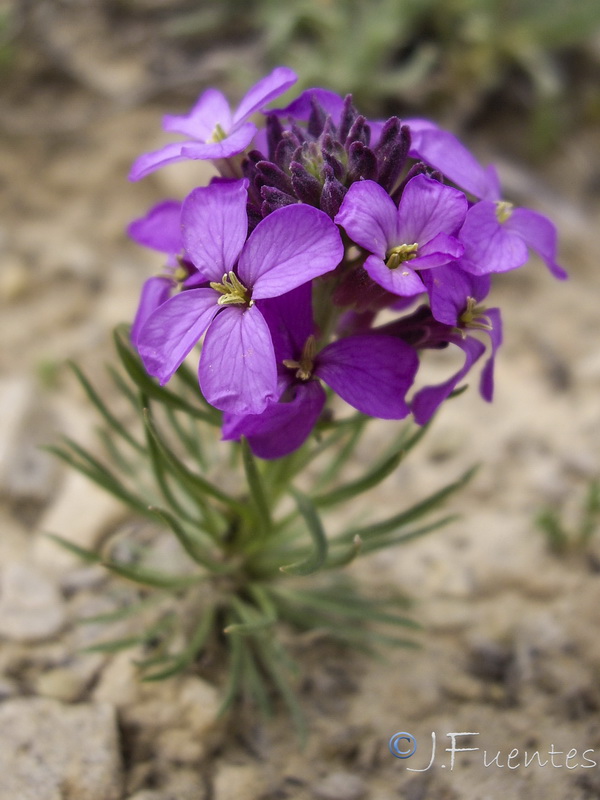 Erysimum cazorlense.14