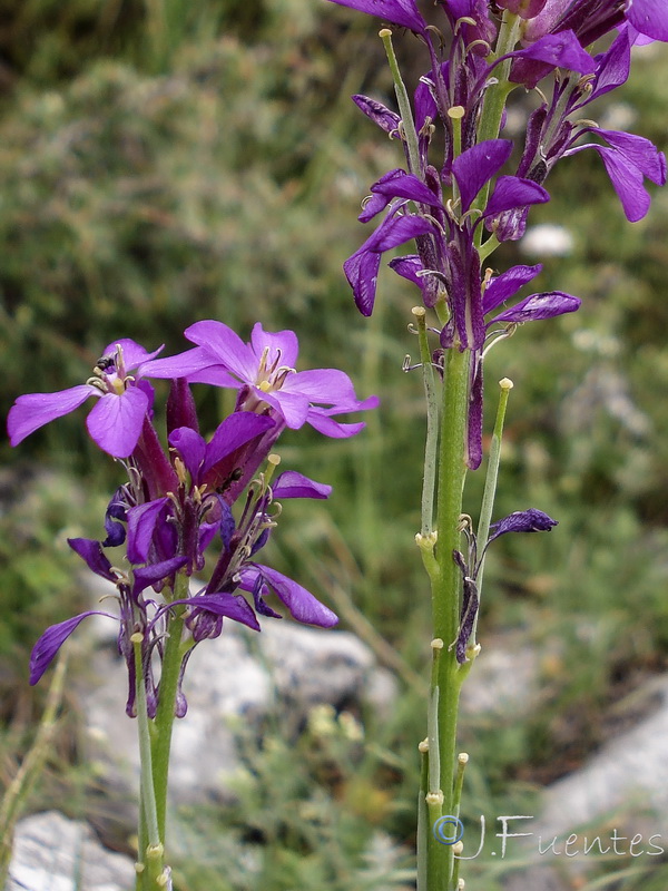 Erysimum cazorlense.15