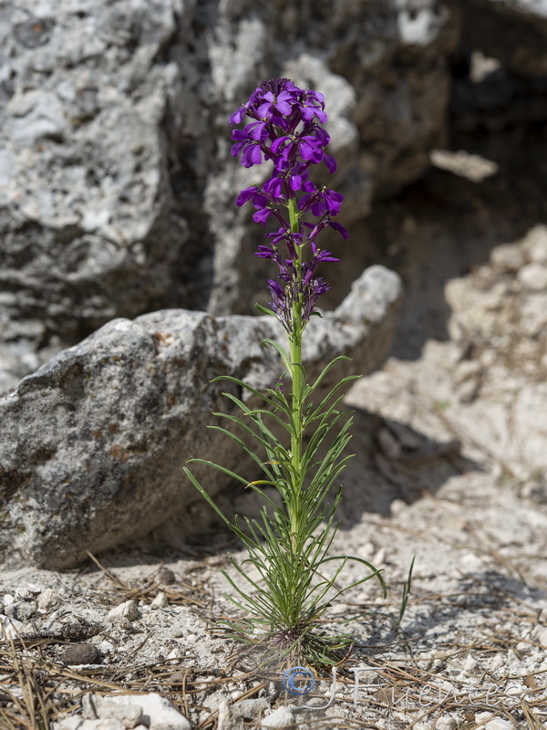 Erysimum cazorlense.16