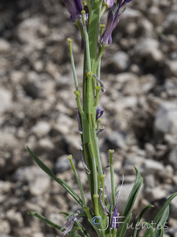 Erysimum cazorlense.18