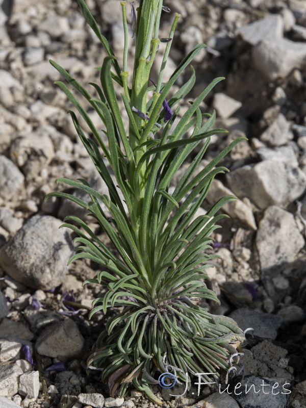 Erysimum cazorlense.05