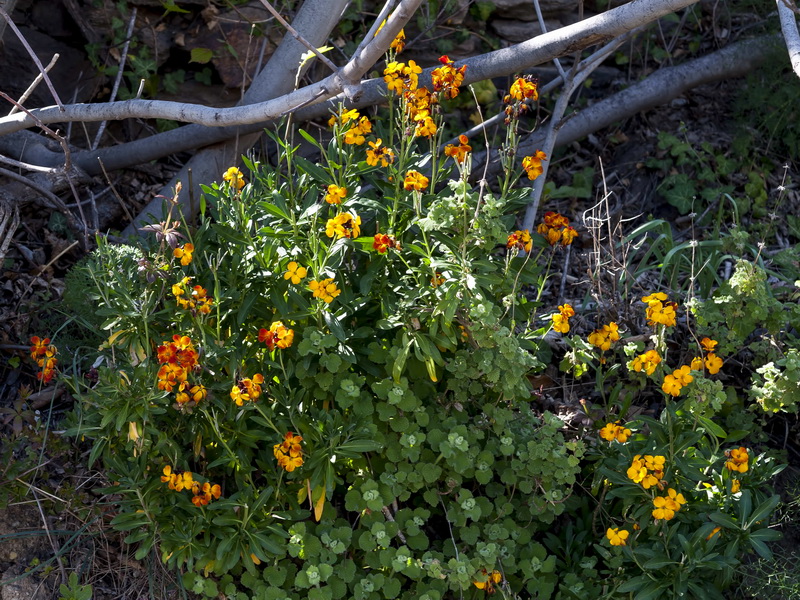 Erysimum cheiri.01