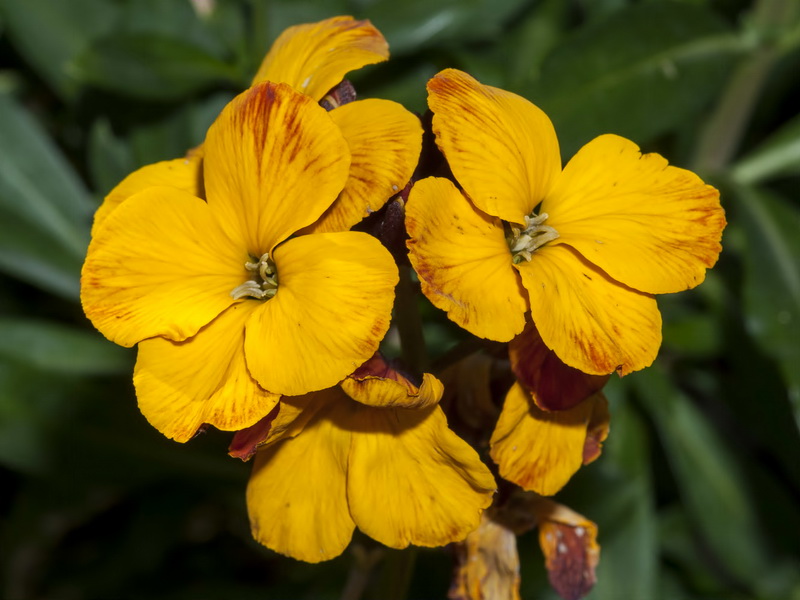 Erysimum cheiri.03