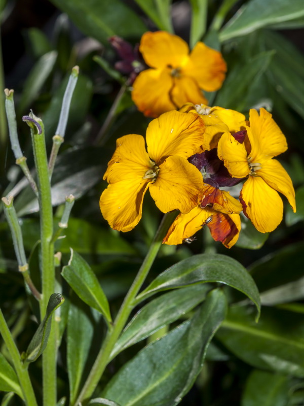 Erysimum cheiri.04