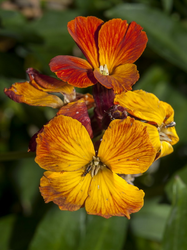 Erysimum cheiri.05