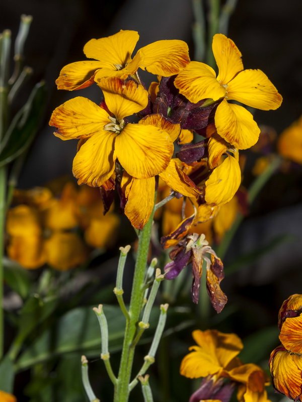 Erysimum cheiri.06