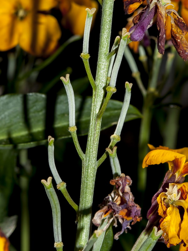 Erysimum cheiri.07