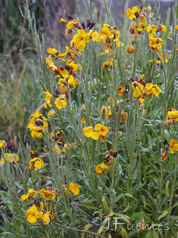 Erysimum cheiri.09