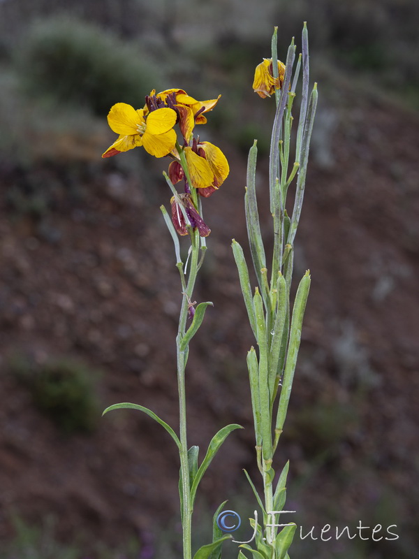 Erysimum cheiri.11