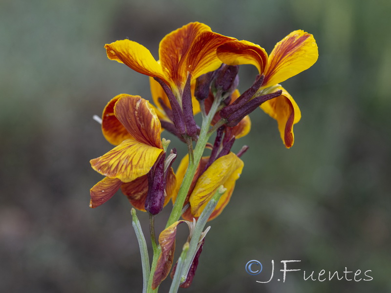 Erysimum cheiri.12