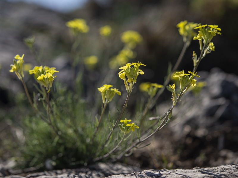 Erysimum fitzii.02