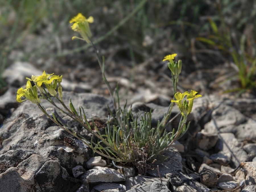 Erysimum fitzii.03b