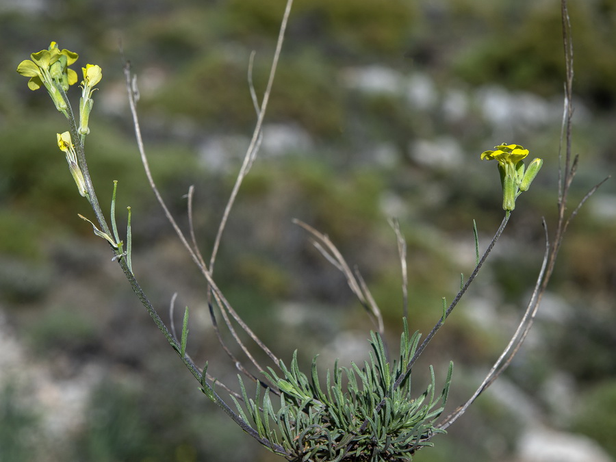 Erysimum fitzii.09