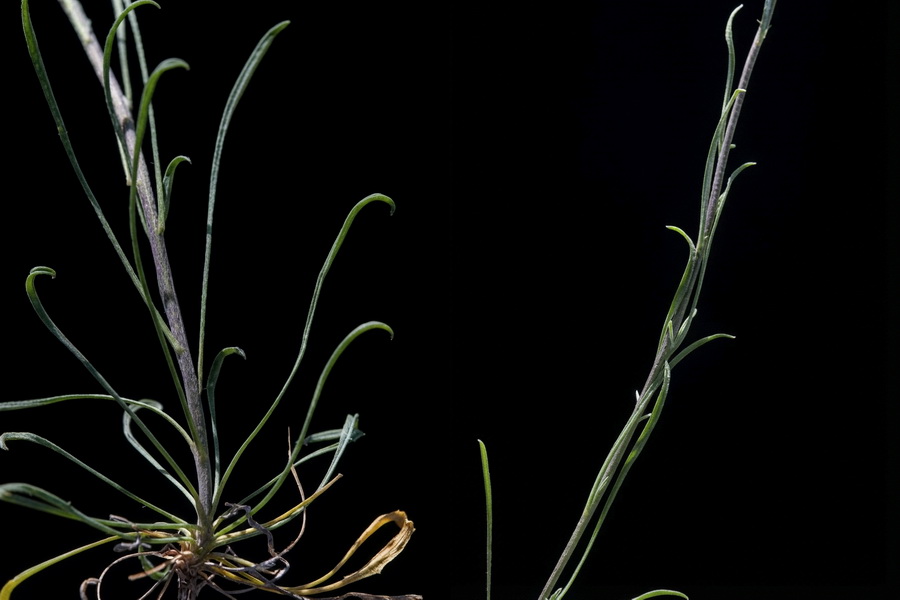 Erysimum fitzii.11b