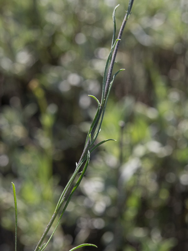 Erysimum fitzii.12