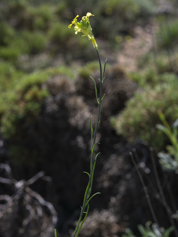 Erysimum fitzii.14