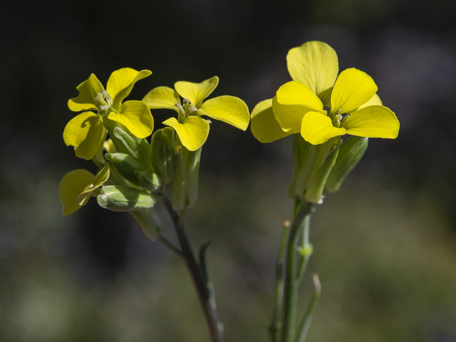 Erysimum fitzii.21