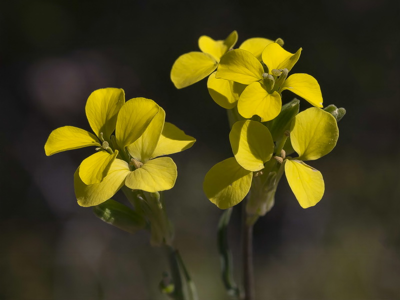 Erysimum fitzii.22