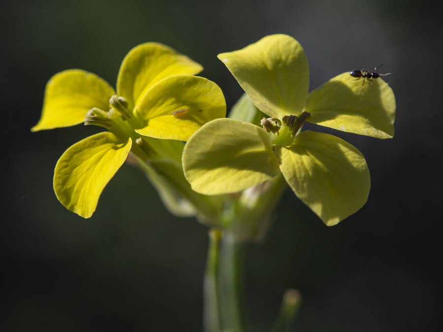 Erysimum fitzii.23
