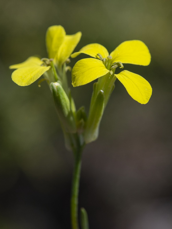Erysimum fitzii.24