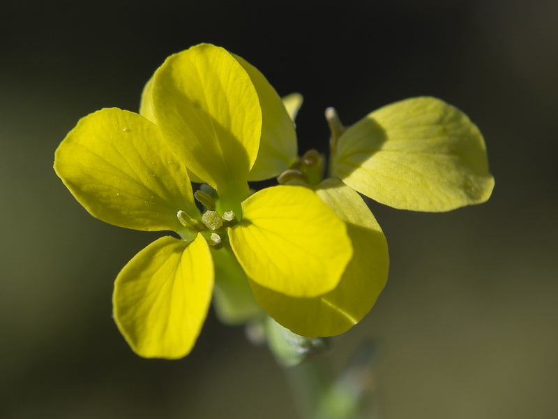 Erysimum fitzii.26