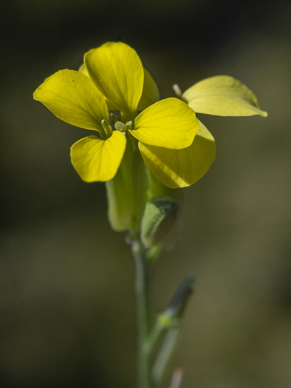 Erysimum fitzii.27