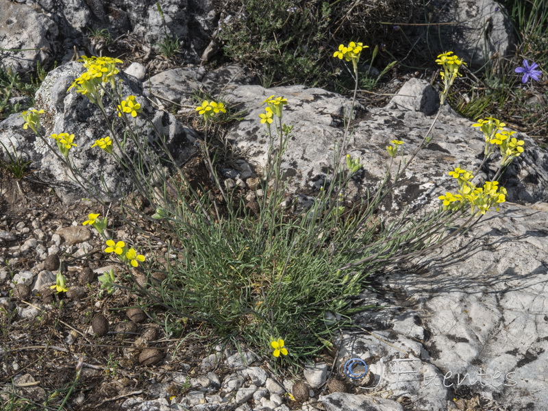 Erysimum fitzii.33