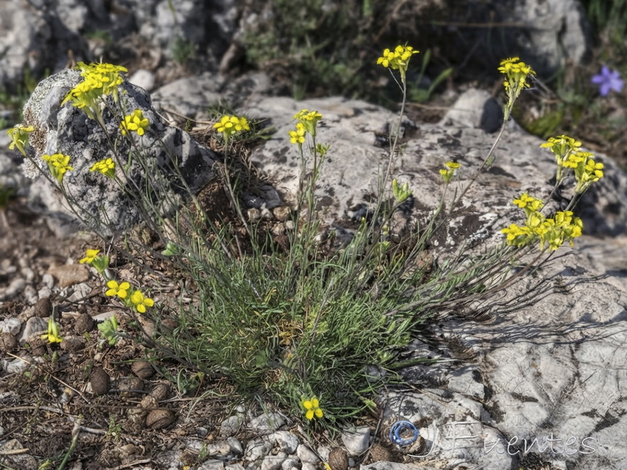Erysimum fitzii.33b