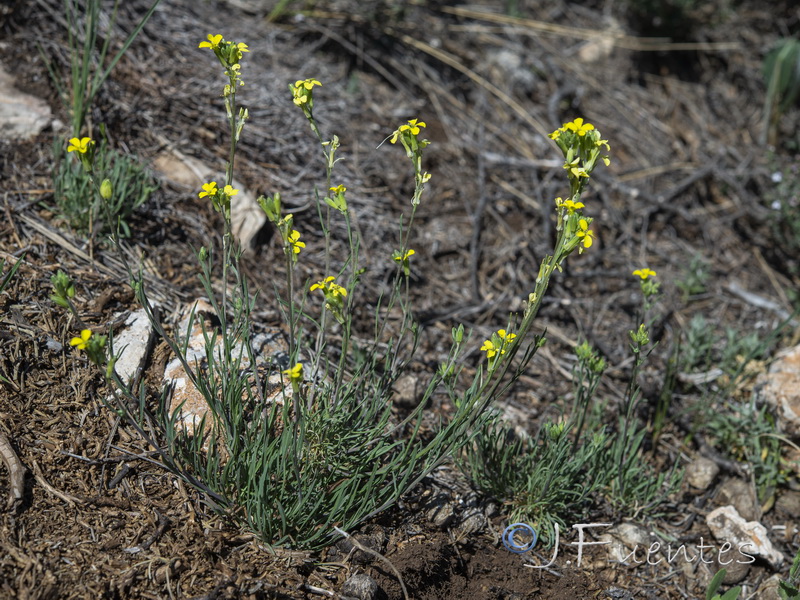 Erysimum fitzii.34