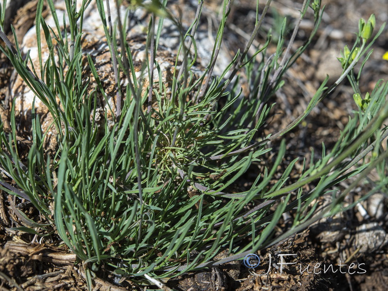Erysimum fitzii.35