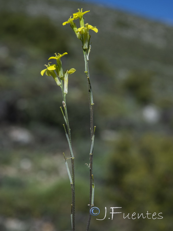 Erysimum fitzii.36