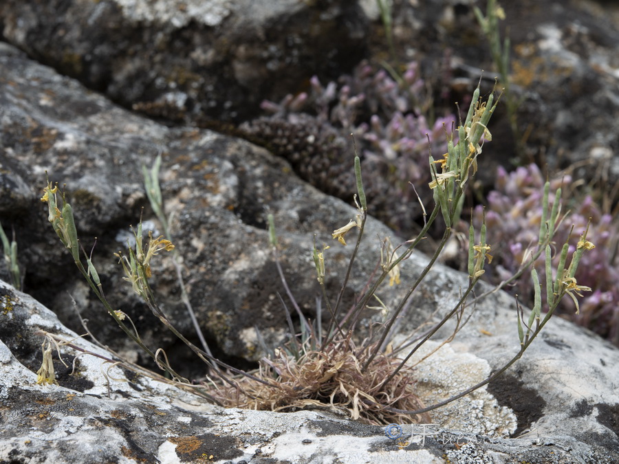 Erysimum fitzii.39