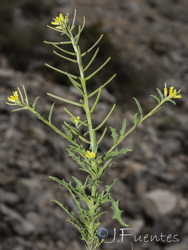 Erysimum incanum incanum.06