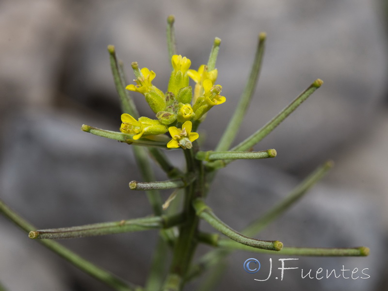 Erysimum incanum incanum.07