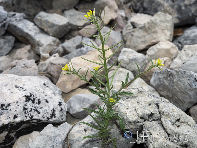 Erysimum incanum incanum.02