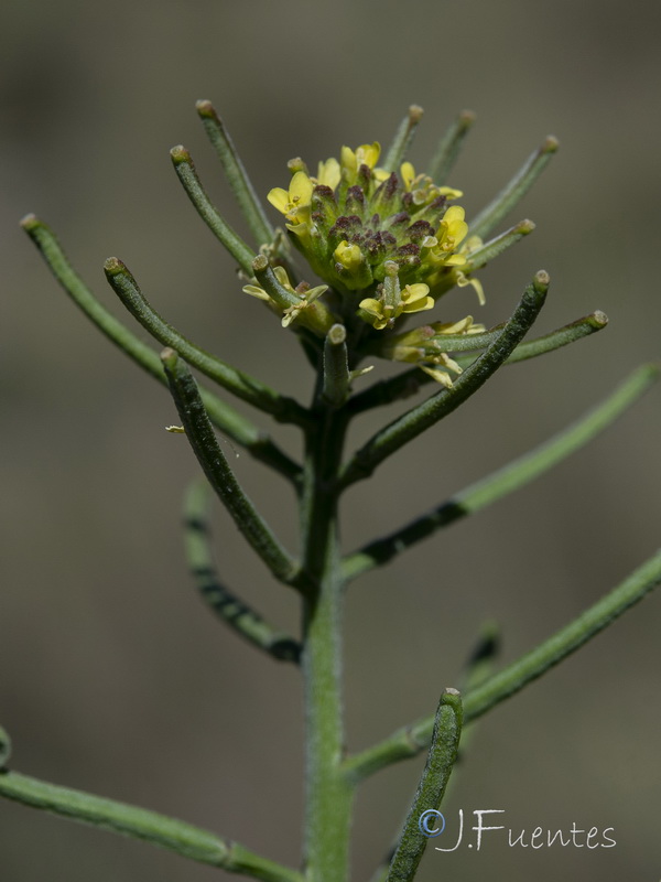 Erysimum incanum incanum.10